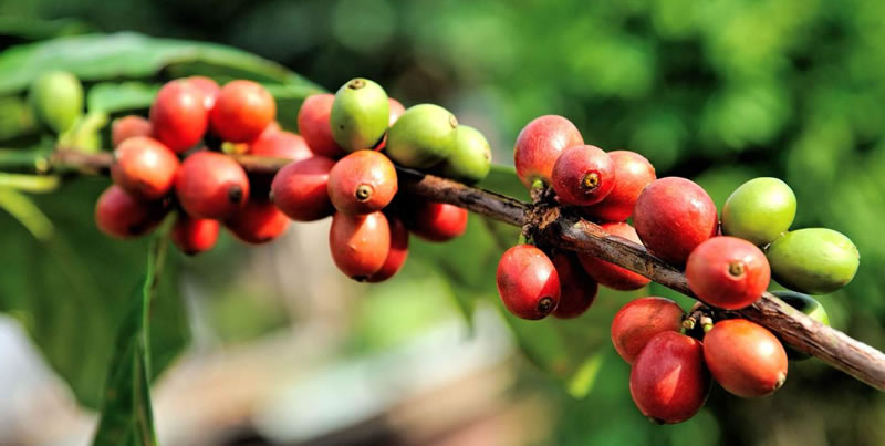 coffee1.jpg
